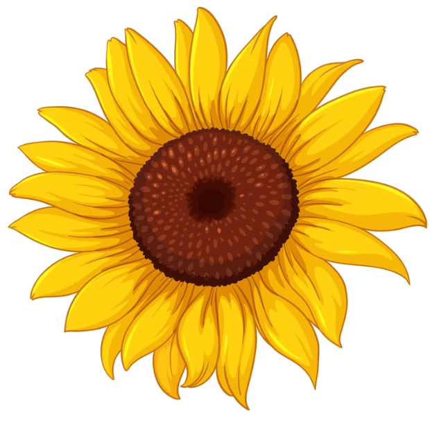 Yellow sunflower with brown seed center