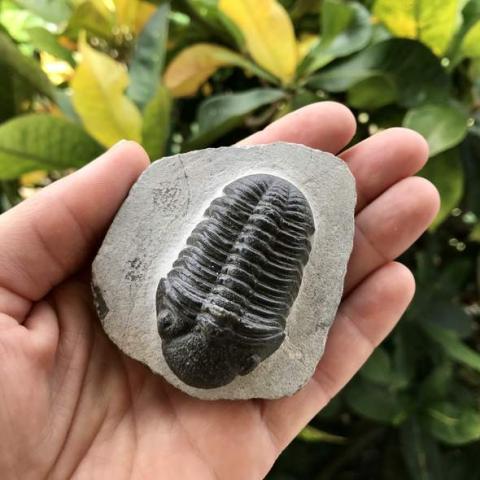 Man's hand holding a trilobite fossil 